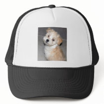 Havanese Puppy Hat