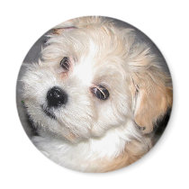 Havanese Puppy magnets by patsarts Havanese Puppy magnets