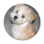 Havanese Puppy Magnets