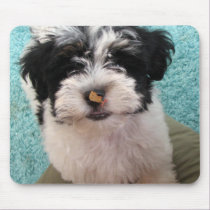 Havanese Puppy mousepads