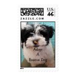 Havanese Puppy postage