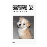 Havanese Puppy Stamp
