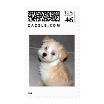 Havanese Puppy Stamp