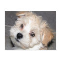 Havanese Puppy postcards by patsarts Havanese Puppy postcards