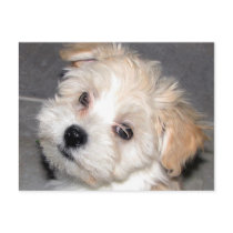 Havanese Puppy postcards by patsarts Havanese Puppy postcards
