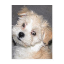 Havanese Puppy postcards by patsarts Havanese Puppy postcards