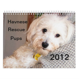 havanese puppy rescue havanese calendars zazzle havanese puppy rescue havanese calendars zazzle