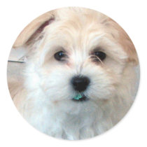 Havanese Puppy - Rescue stickers by patsarts Havanese Puppy - Rescue stickers