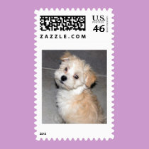 Havanese Puppy stamps