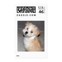 Havanese Puppy Stamp