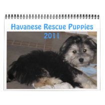 Havanese Rescu Puppies 2011 Wall Calendar
