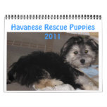 Havanese Rescu Puppies 2011 Wall Calendar