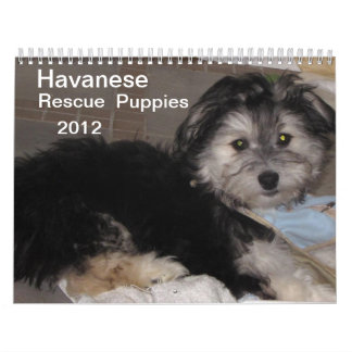 havanese rescue havanese calendars zazzle havanese rescue havanese calendars zazzle