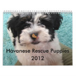 Havanese Rescue Puppy Calendar