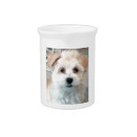 Havanese Rescue Puppy Tan funny green 'tooth' Drink Pitchers