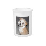 Havanese Rescue puppy tan white Pitcher