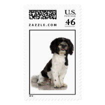Havanese Stamp (LARGE)