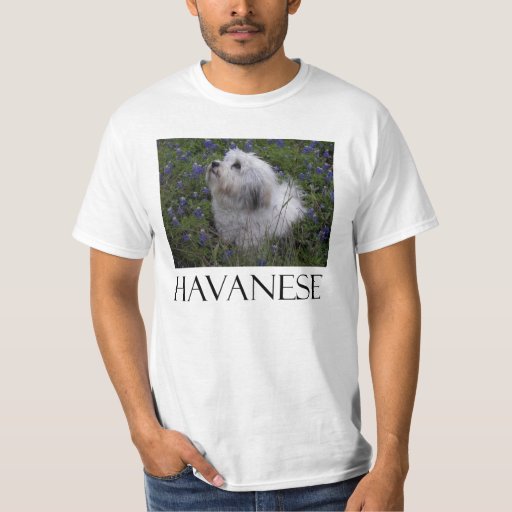 havanese shirt