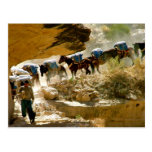 Havasu Canyon Pack Train Post Card
