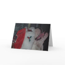 Have a Bully Christmas cards