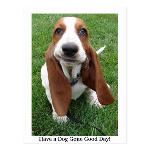 Have a Dog Gone Good Day! Postcard Zazzle