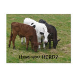 Have you HERD? Three Cows Postcard
