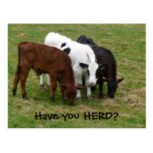 Have you HERD? Three Cows Postcard