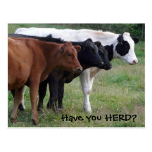 Have you HERD? Three Cows Postcard