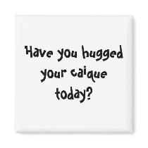 Have you hugged your caique today? magnets