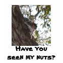 Have you seen my nuts? t-shirts by Perlyyyy Have you seen my nuts? t-shirts