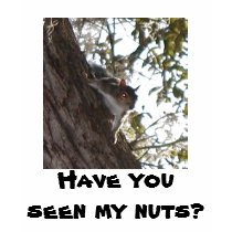 Have you seen my nuts? t-shirts by Perlyyyy Have you seen my nuts? t-shirts