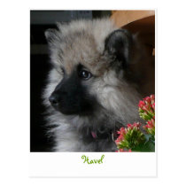 Havel Arrives in America Postcard