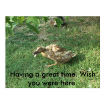 Having a great time. Wish yo... postcards
