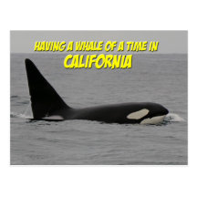 Having a Whale of a Time California Orca Postcard