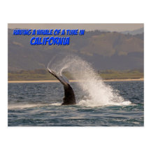 Having a Whale of a Time California Postcard