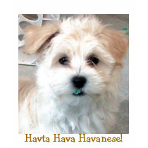 Havta Hava Havanese! t-shirts by patsarts Havta Hava Havanese! t-shirts