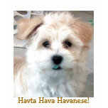 Havta Hava Havanese! t-shirts