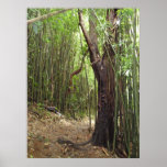 Hawaii Bamboo and Tree Path posters