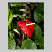 Hawaii botanicals 20 posters