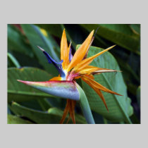 Hawaii botanicals 28 posters