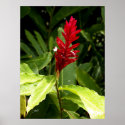 Hawaii botanicals 3 posters