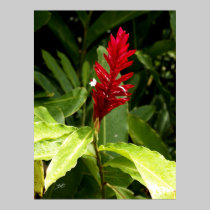 Hawaii botanicals 3 posters