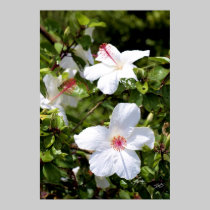 Hawaii botanicals 7 posters