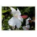 Hawaii botanicals 8b cards
