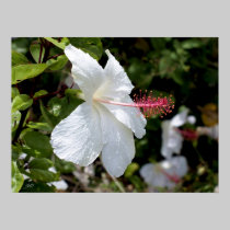 Hawaii botanicals 8b posters