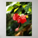Hawaii botanicals 9b posters