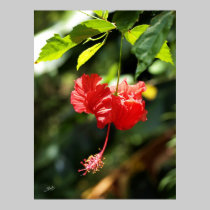 Hawaii botanicals 9b posters