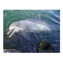 Hawaii Bottle Nose Dolphin Postcards