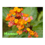 Hawaii Flower Post Cards