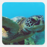 Hawaii Green Sea Turtle Square Sticker